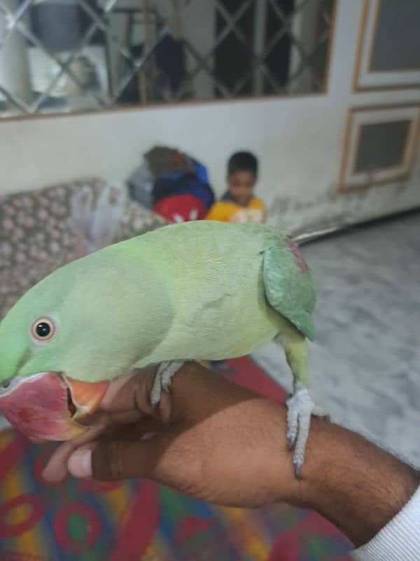 raw parrot pair sale 9