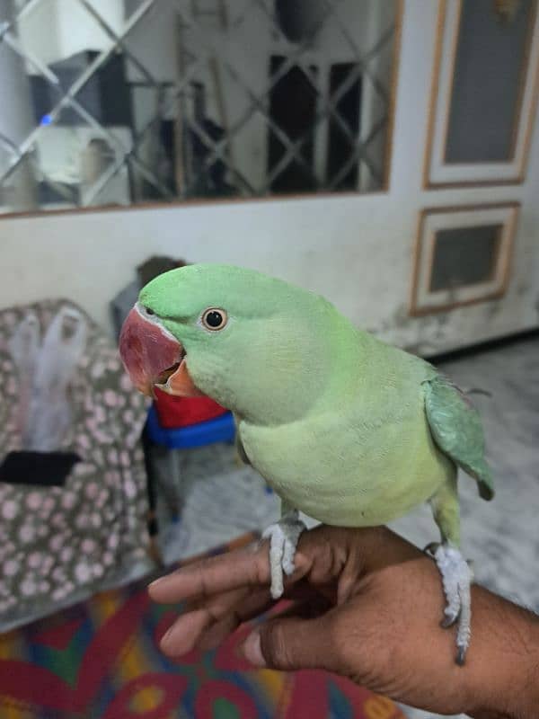 raw parrot pair sale 10