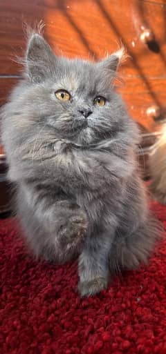 Persian Cats