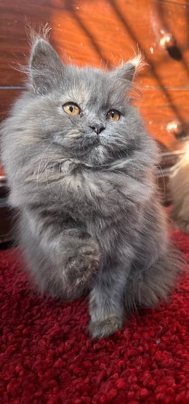 Persian Cats 0