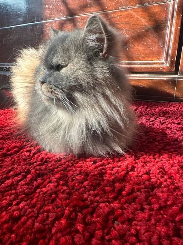 Persian Cats 5