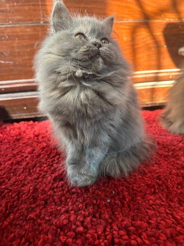 Persian Cats 6