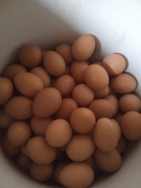 egg laying hens 2