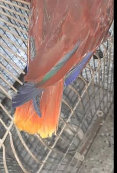 Eclectus