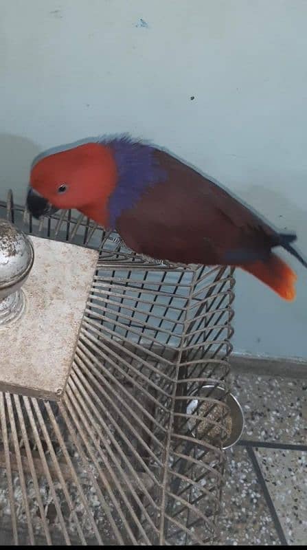 Eclectus Parrot 1