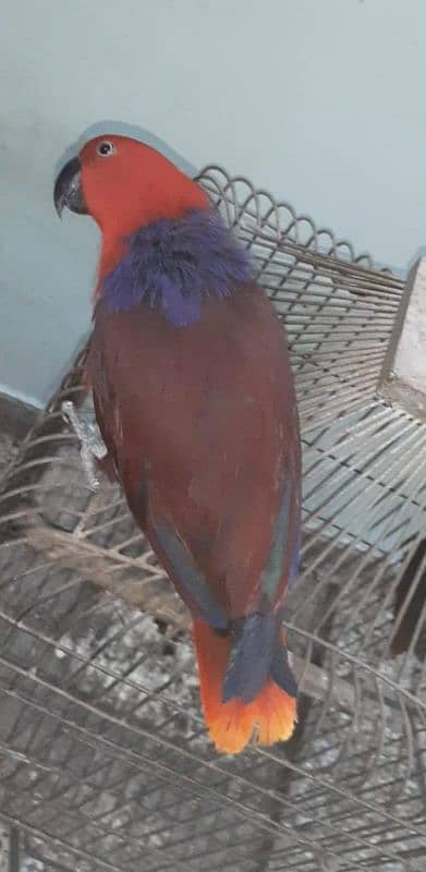 Eclectus Parrot 2