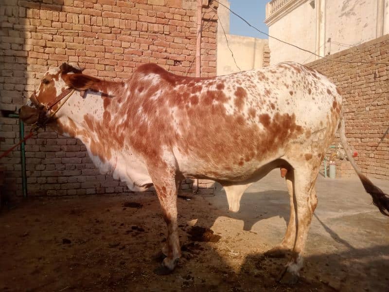 cholistani cow 0