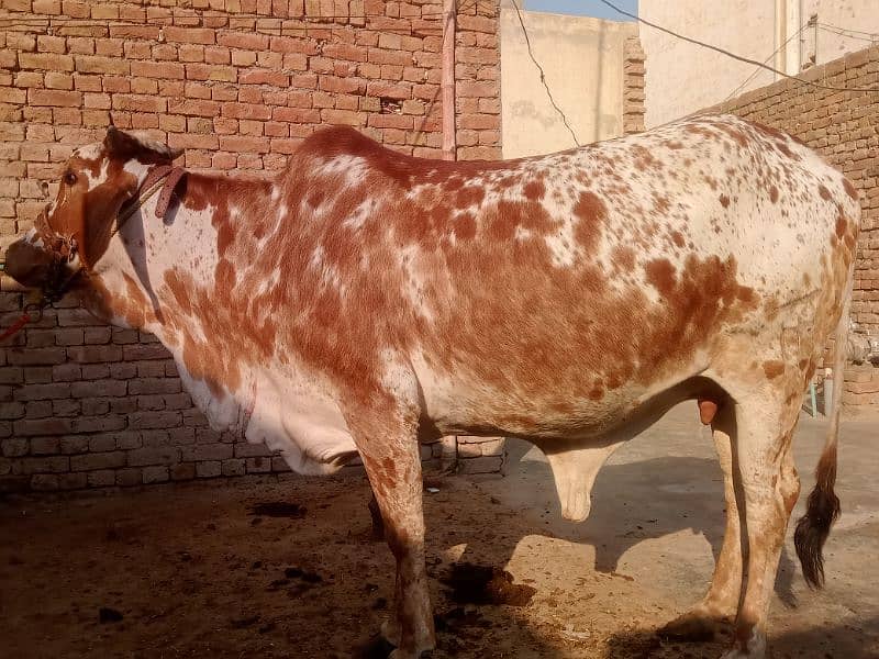 cholistani cow 1