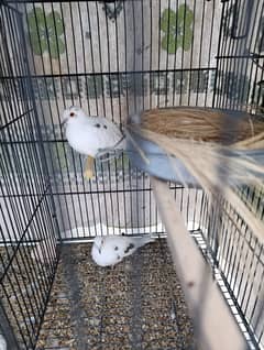 Diamond Pied Dove Pair