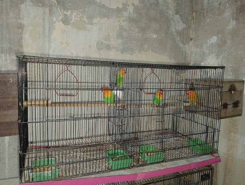 2 Baridr Pair with 1 cage for sale 0