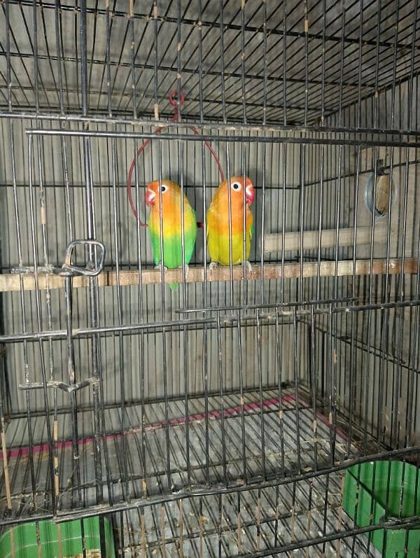 2 Baridr Pair with 1 cage for sale 1