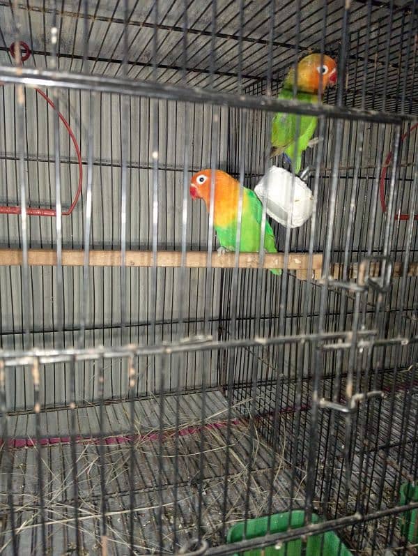 2 Baridr Pair with 1 cage for sale 3