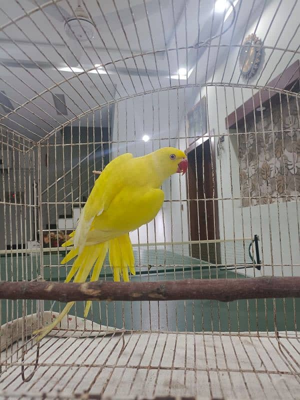 yellow male ringneck with DNA 0