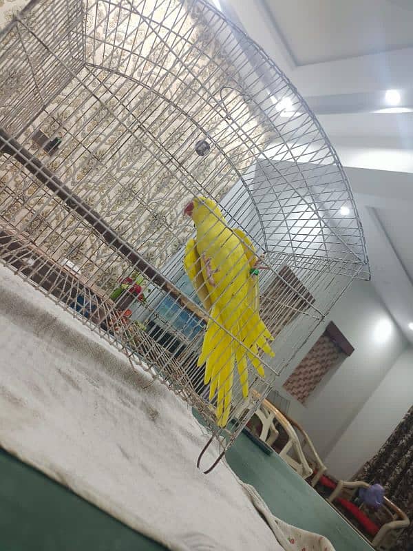 yellow male ringneck with DNA 1