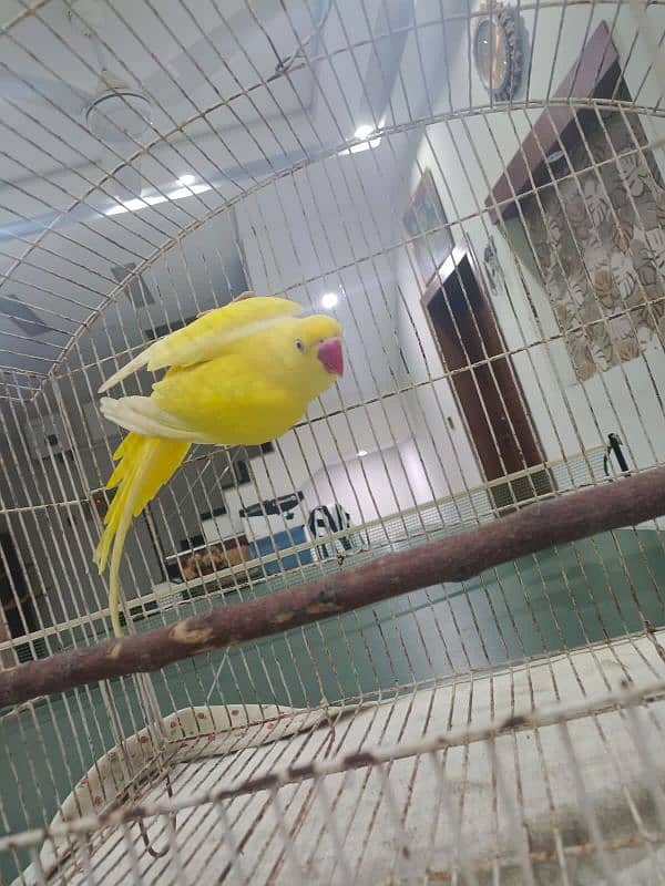 yellow male ringneck with DNA 2