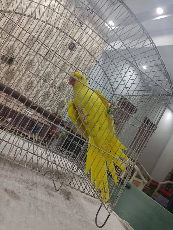 yellow male ringneck with DNA 3