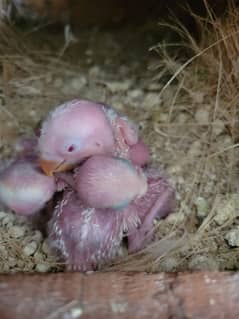 breeder pair with 4 chicks