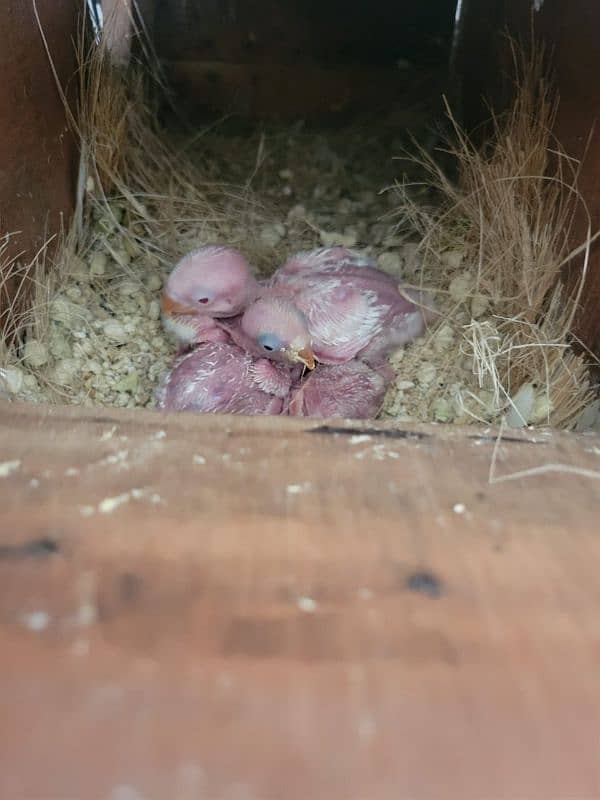 breeder pair with 4 chicks 2