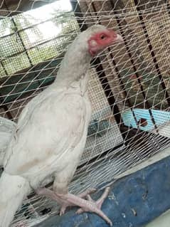 paper white heera female breeder