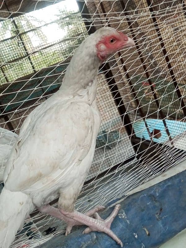 paper white heera female breeder 0