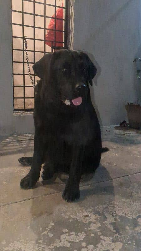 black Labrador young male 0