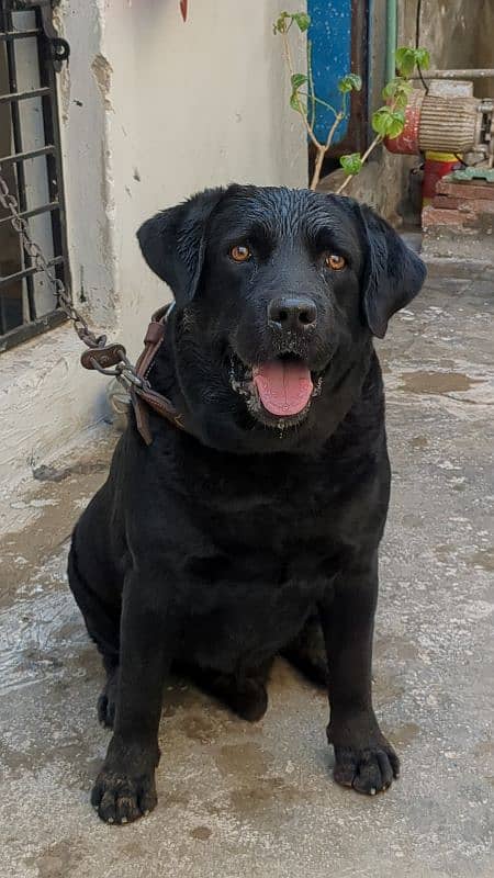 black Labrador young male 1