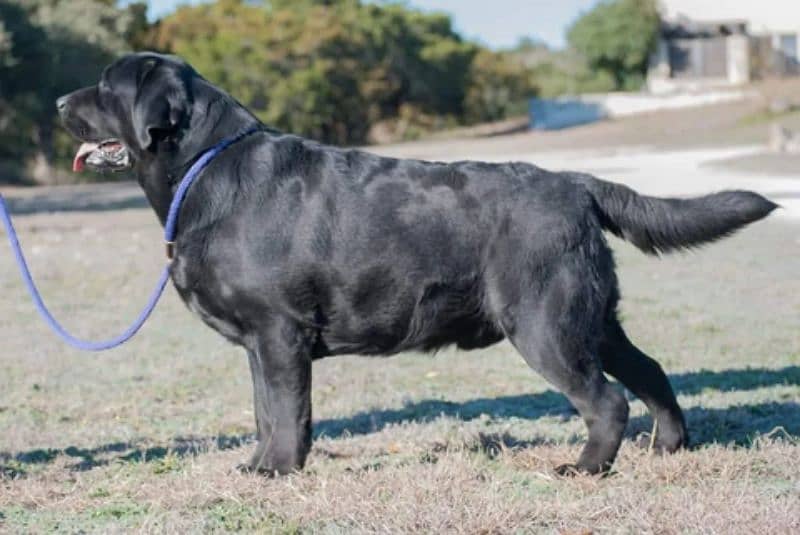 black Labrador young male 2