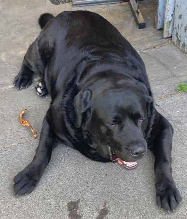 black Labrador young male 3