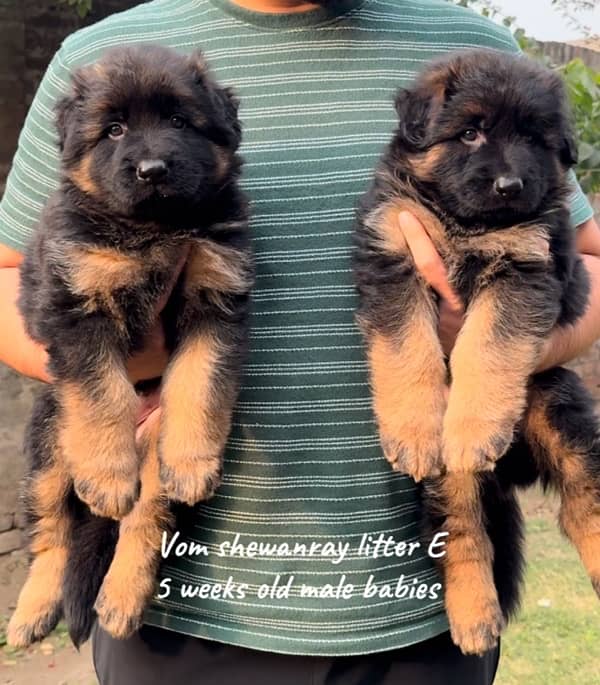 German shepherd puppies long hair 0