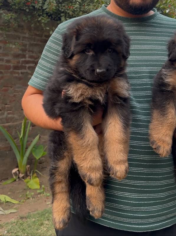 German shepherd puppies long hair 1