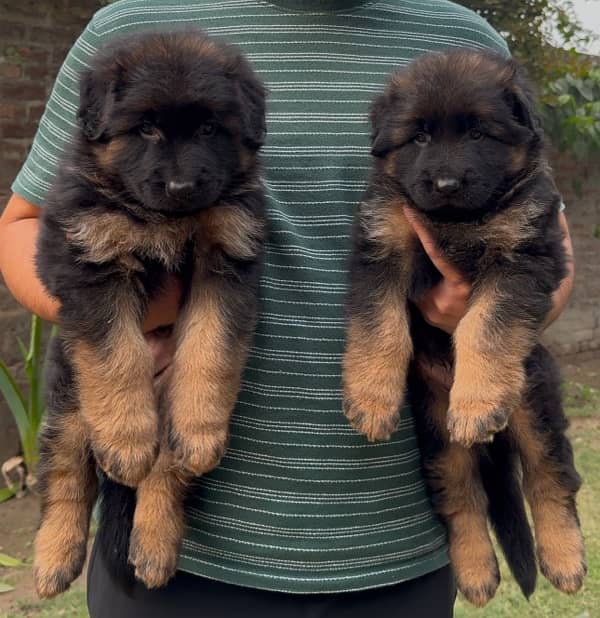 German shepherd puppies long hair 2