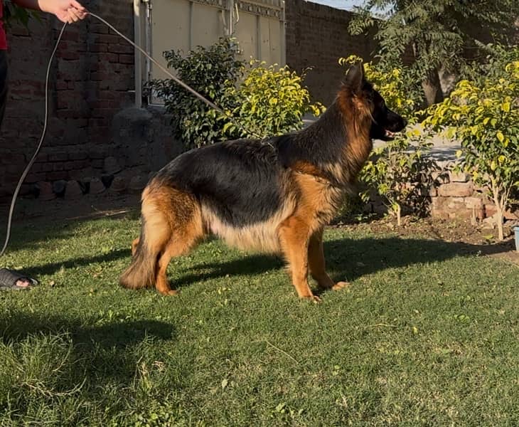 German shepherd puppies long hair 3