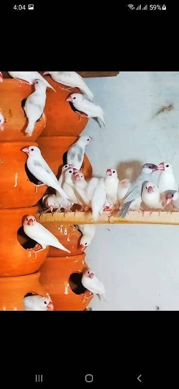 White grey silver albino  java  colony 1