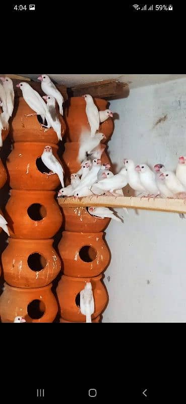 White grey silver albino  java  colony 6