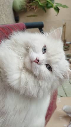 Persian cat