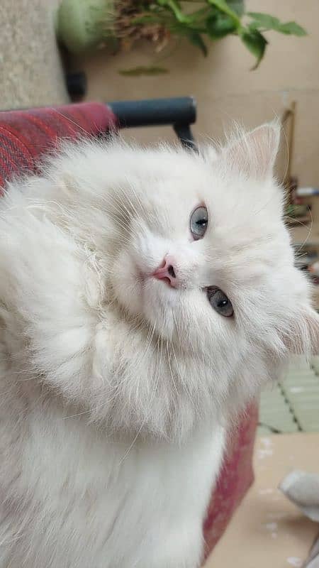 Persian cat 0