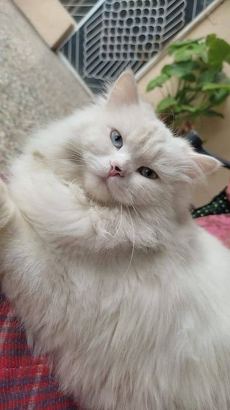 Persian cat 2