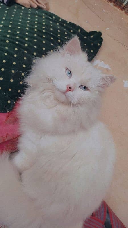 Persian cat 3