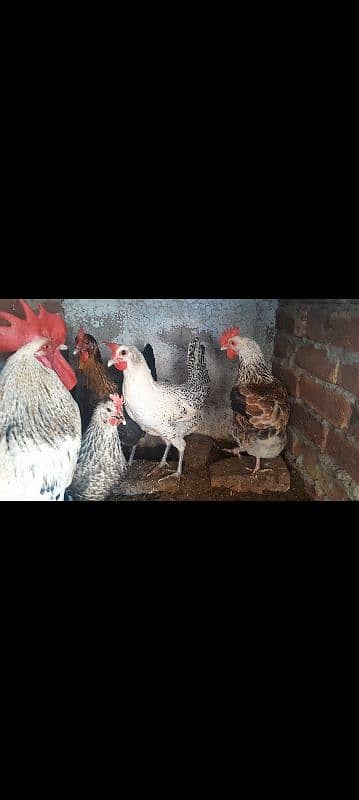 Desi hens / murgi for sale 0