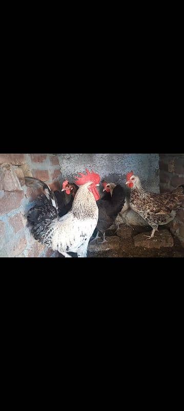 Desi hens / murgi for sale 1