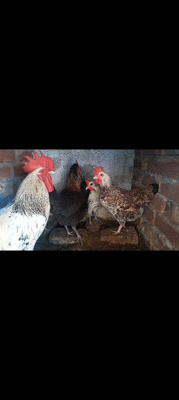 Desi hens / murgi for sale 2