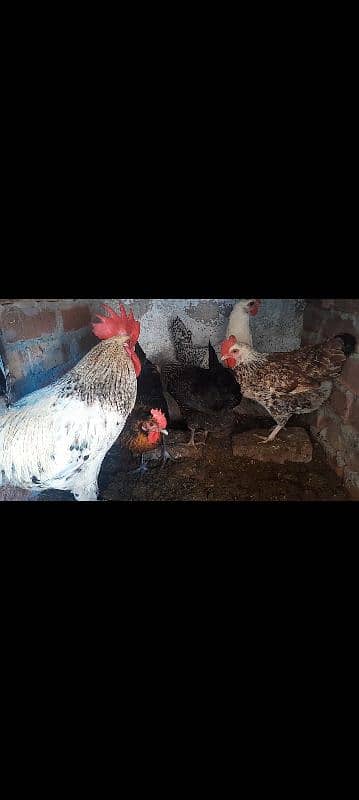 Desi hens / murgi for sale 3