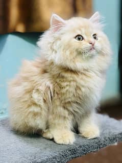 high quality kitten|Punch face Kittens|persian cat|cute|tripple|fluffy