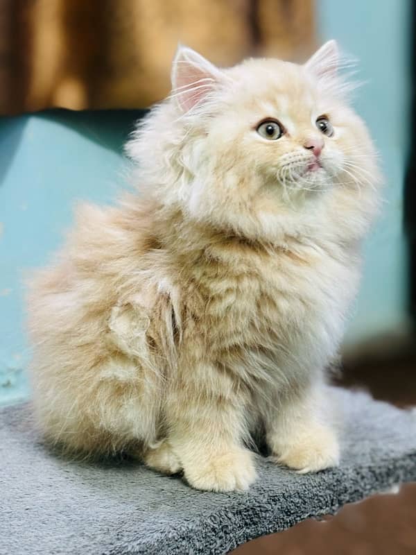 high quality kitten|Punch face Kittens|persian cat|cute|tripple|fluffy 0