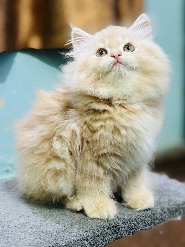 high quality kitten|Punch face Kittens|persian cat|cute|tripple|fluffy 1