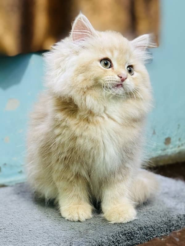 high quality kitten|Punch face Kittens|persian cat|cute|tripple|fluffy 2