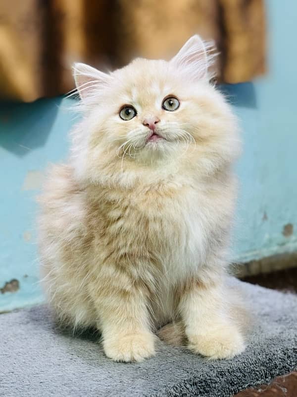 high quality kitten|Punch face Kittens|persian cat|cute|tripple|fluffy 3