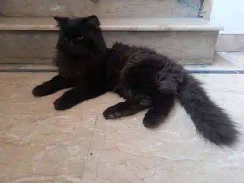 Persian triple coated punch faced for paid adoption 1