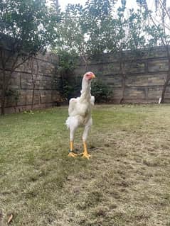 white O Shamo chiks (ring bird breed)