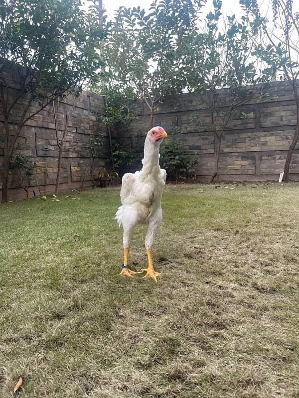 white O Shamo chiks (ring bird breed) 0